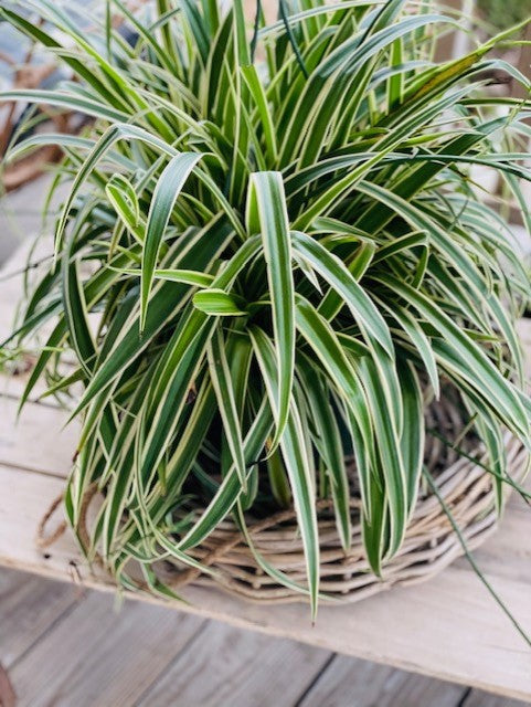 SMALL RATTAN HANGING BASKET